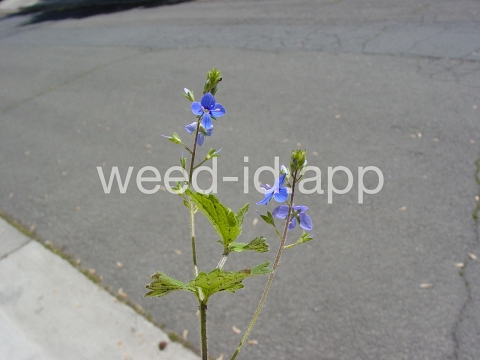 speedwell, germander